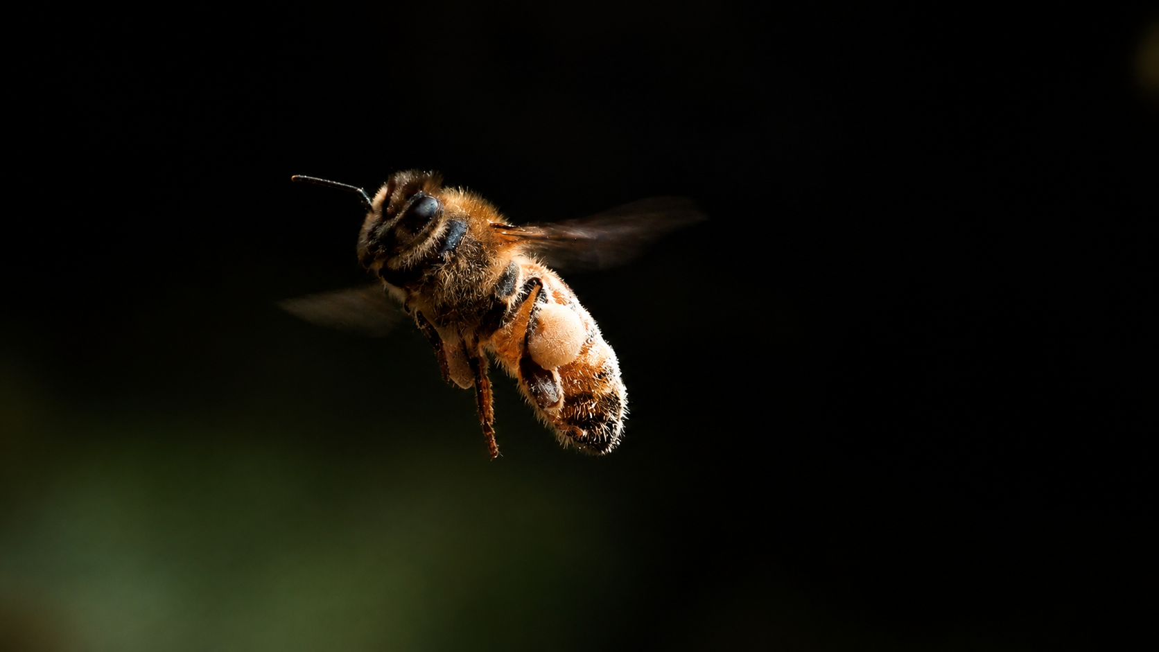 Honeybee in flight with pollen sacs, lit against a near-black background
